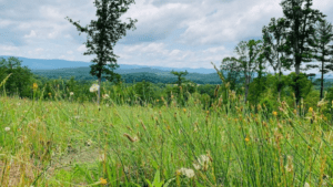 Customer Success Stories: Riverstead and Neigbrs by Vinteum