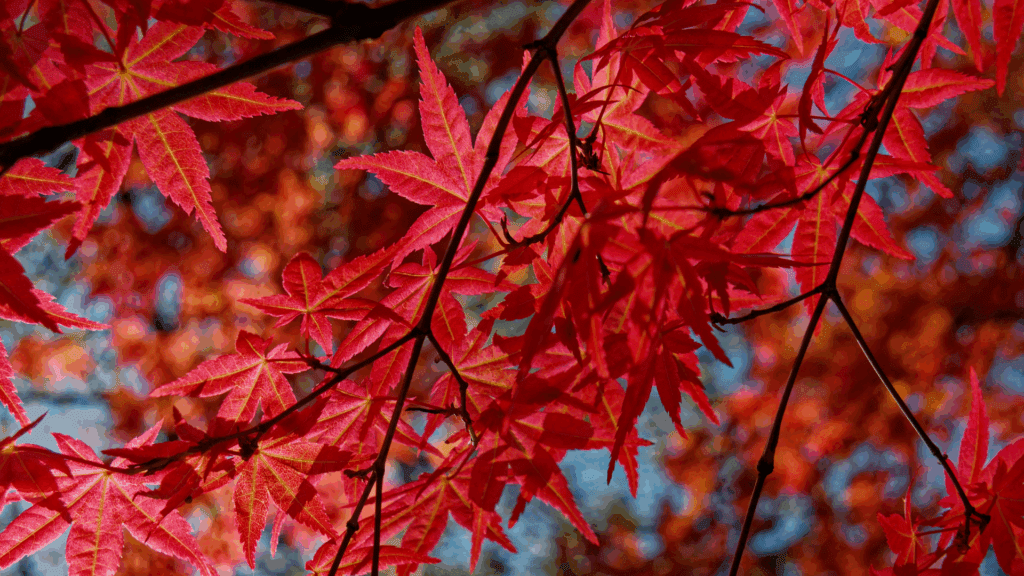 Modelo Banner para Forms 3