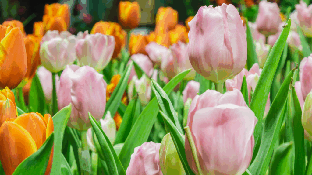 Modelo Banner para Forms 5