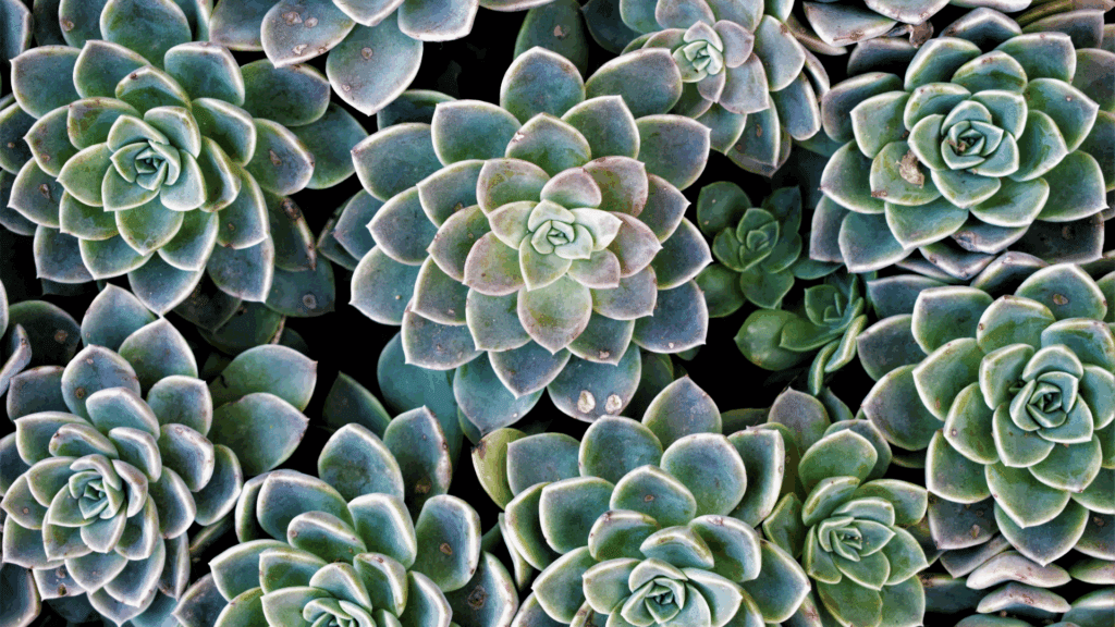 Modelo Banner para Forms 7