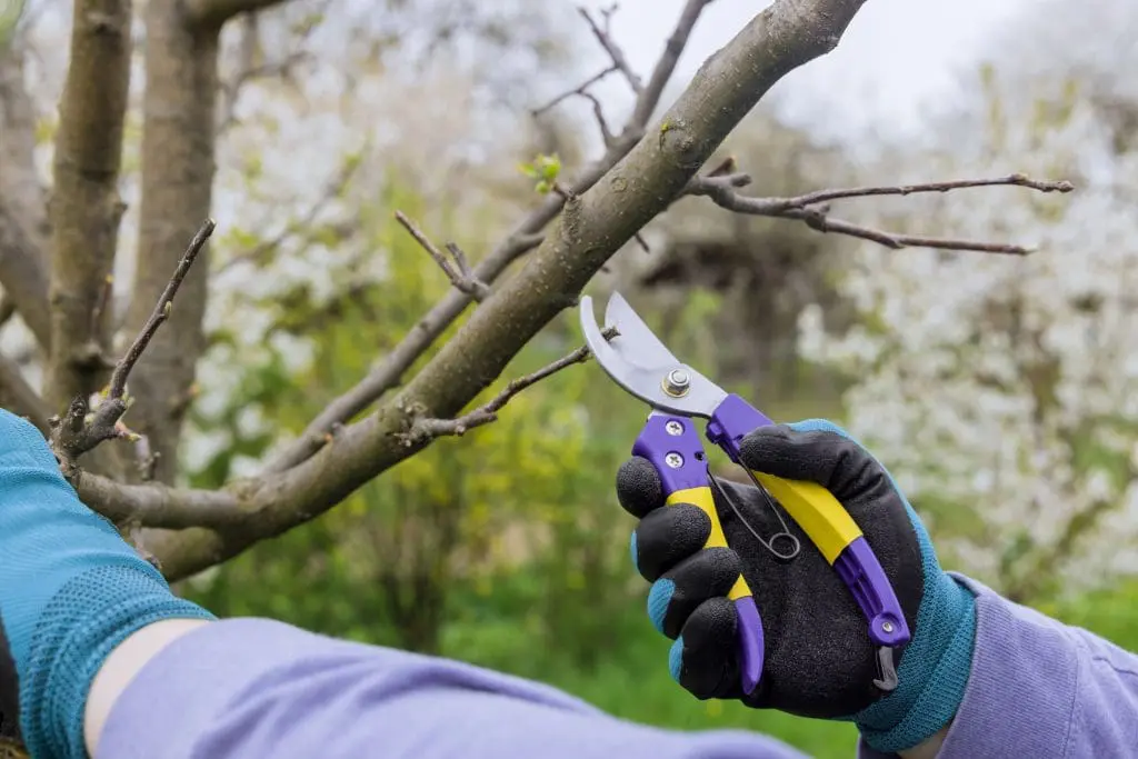 A Practical Walk-Through About Spring Maintenance Planning for Boards and Property Managers 1 Spring Maintenance:
Person pruning tree branch with shears
