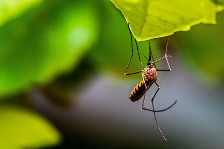 5 Easy to Follow Tips for Mosquito Control In Your HOA
