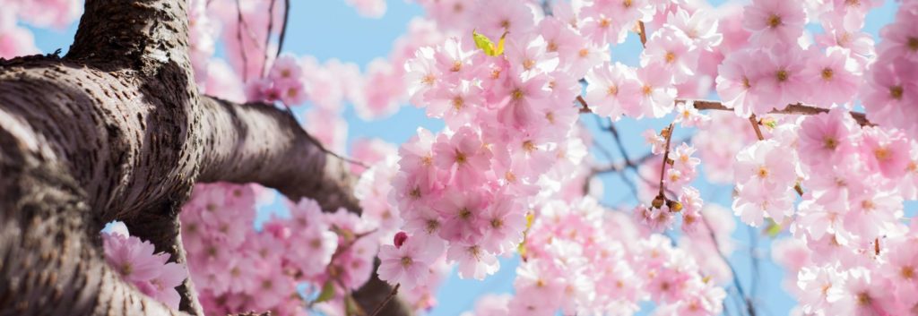 hoa spring checklist - image of cherry blosson