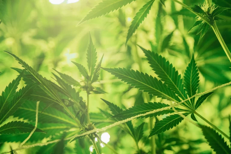 What To Do About Marijuana In HOA Communities