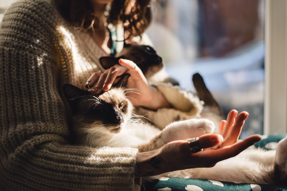 hoa cat being patted by a woman