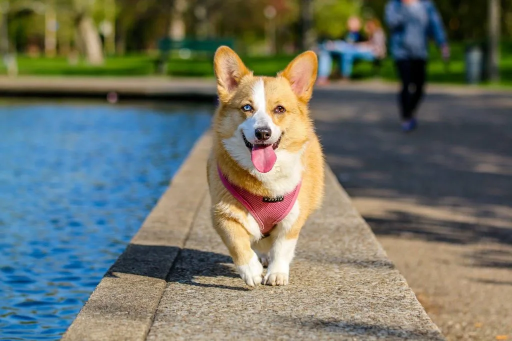 A vibrant dog running outdoors, tongue out and ears flapping, symbolizing the significance of HOA Dog Barking Rules in action.