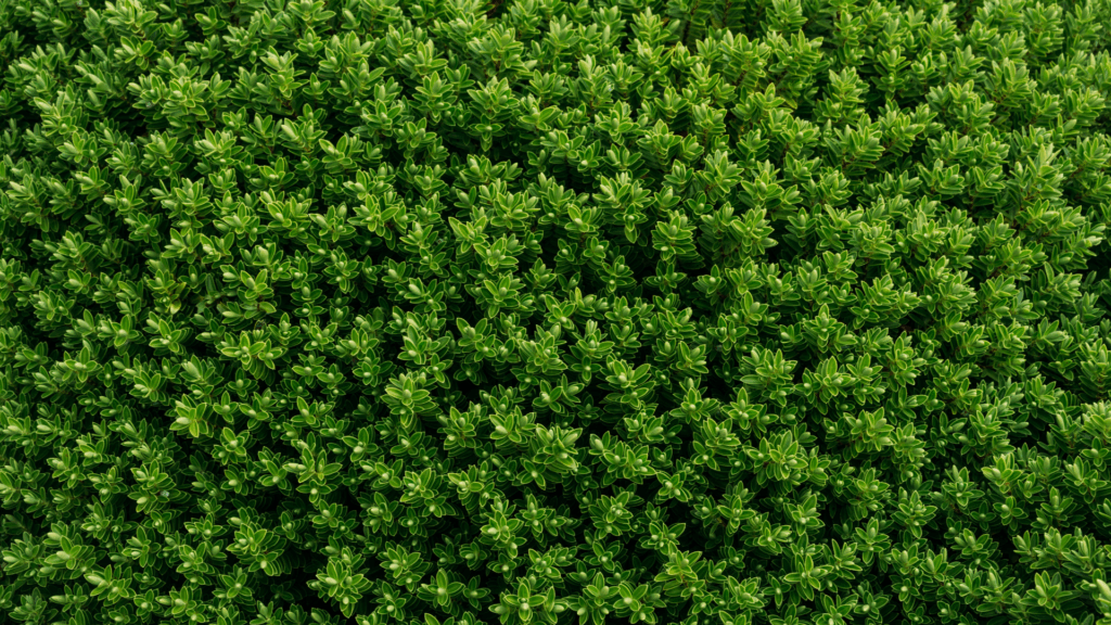 Essential Fall Landscaping Tips for HOAs and Homeowners: How to Prepare for the Cooler Months 4 Modelo Banner para Forms 2