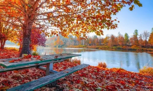 fall landscape: orange, red leaves on the ground and on a tree that hangs over a bench looking out over a lake