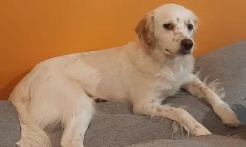 White dog with brown spots lying on a grey cushion against an orange background, representing pets in condos.